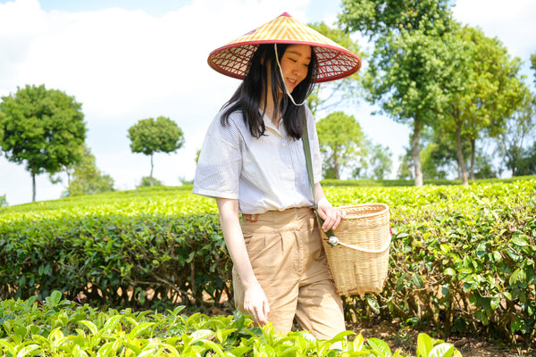 Journey to the Tranquil Organic Tea Fields of Pu'er