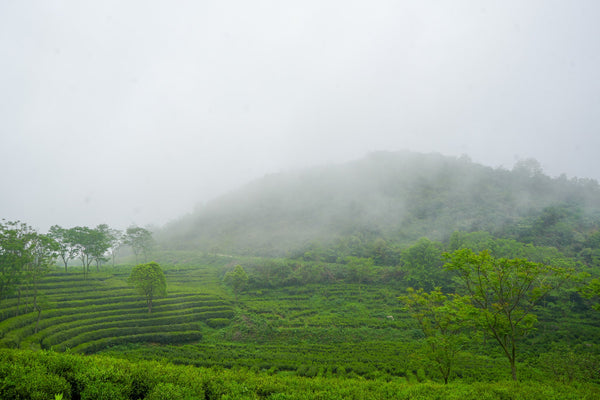Master Zhang’s Tea Mountain: Pre Qing Ming Green Tea from Hunan