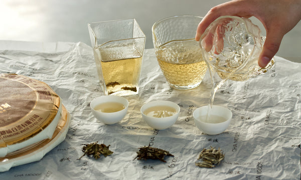 White Tea Primer