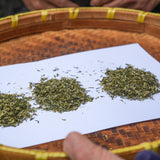 2026 Early Harvest Tasting — Green Tea Flight