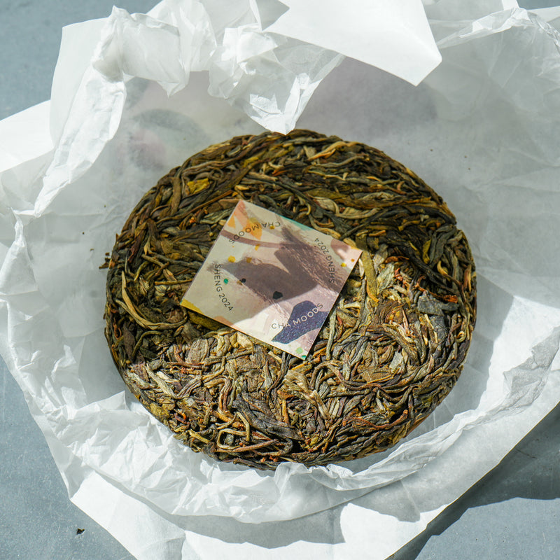 Lychee Thunder - 2024 Kuzhushan Gushu Sheng Pu'er Tea & Infusions- Cha Moods
