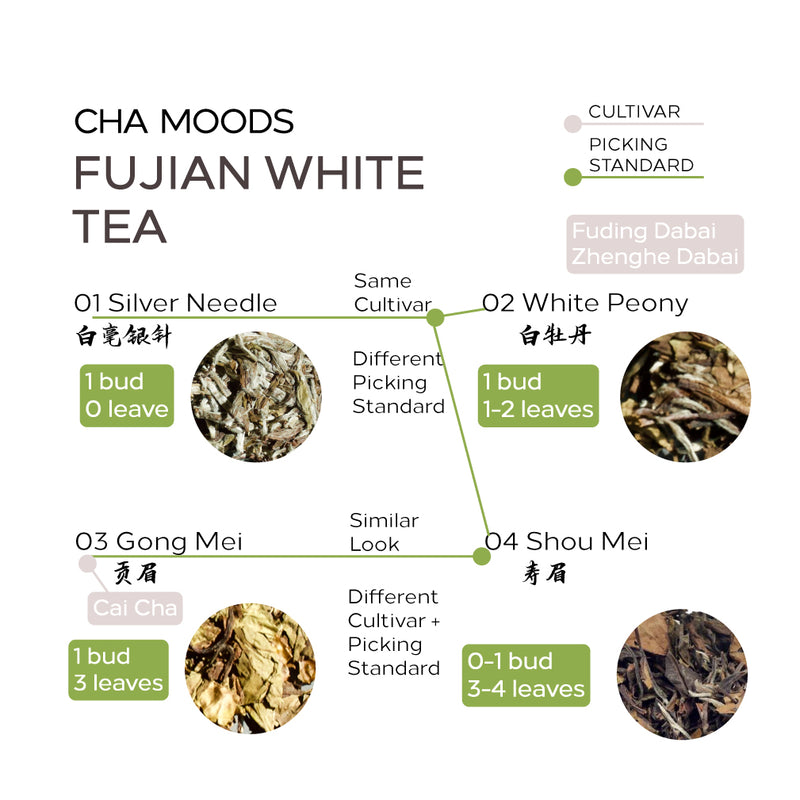 White Tea Tasting Sampler | Tea Master  Tea & Infusions- Cha Moods